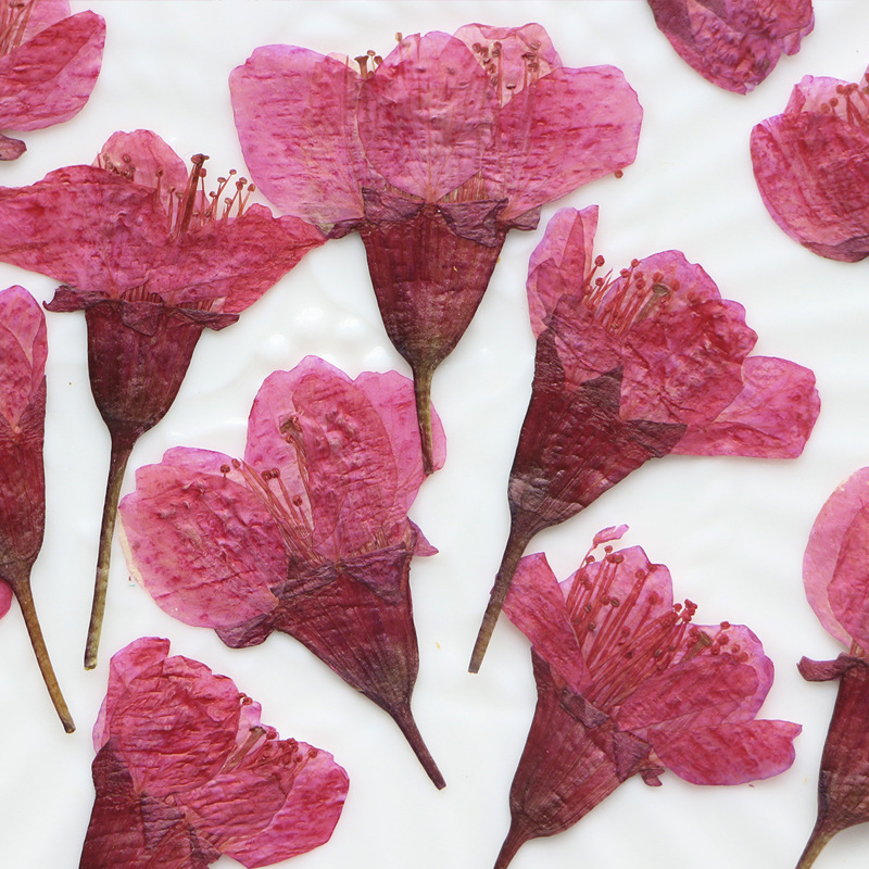36Pcs Natural Dried Flower Pre - Dried Flower Bookmark recensie en prijs