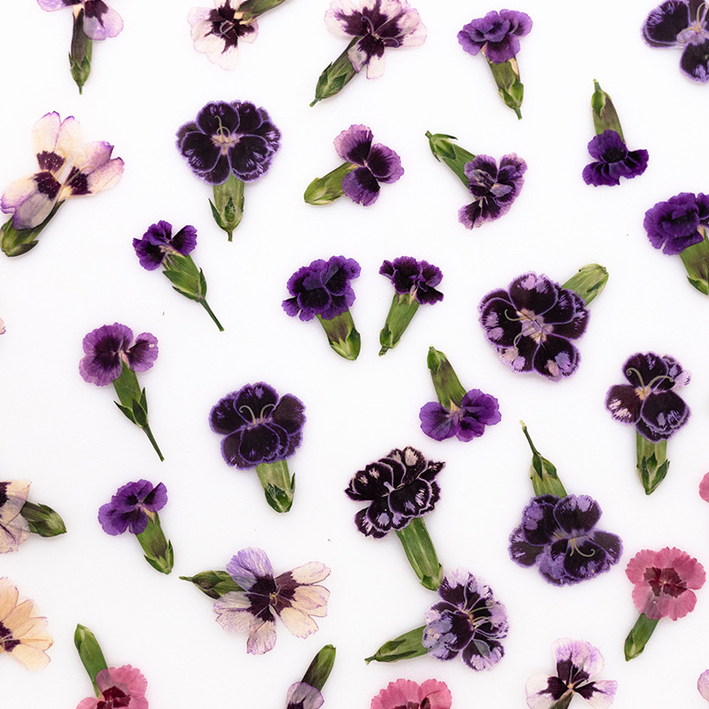 24pcs,Pressed Dried Dianthus F - Dried Flower Bookmark recensie en prijs