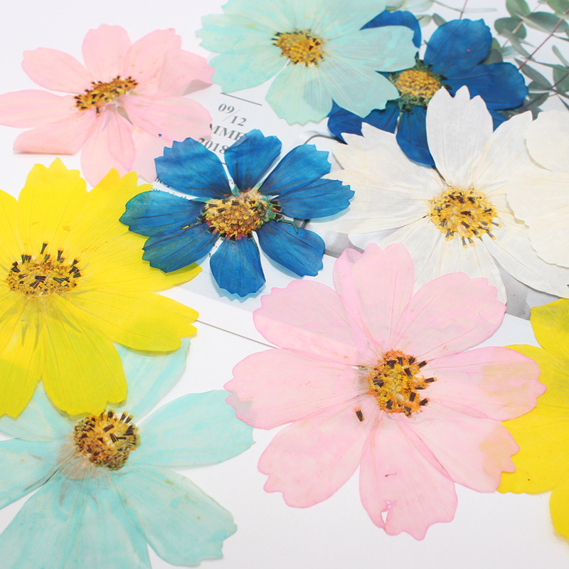 36Pcs Large Cosmos Flower Drie - Dried Flower Bookmark recensie en prijs