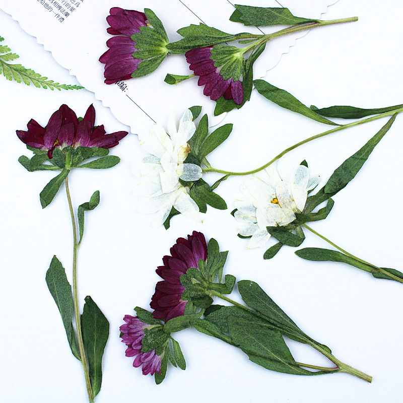 24pcs,Mini Chrysanthemum Press - Dried Flower Bookmark recensie en prijs